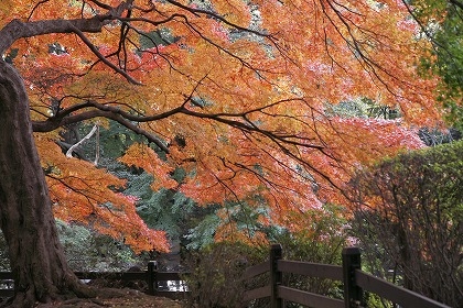 フリー紅葉.jpg